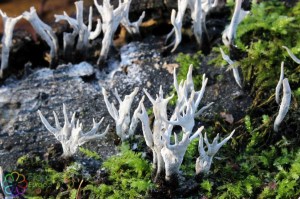 Xylaria hypoxylon (5)